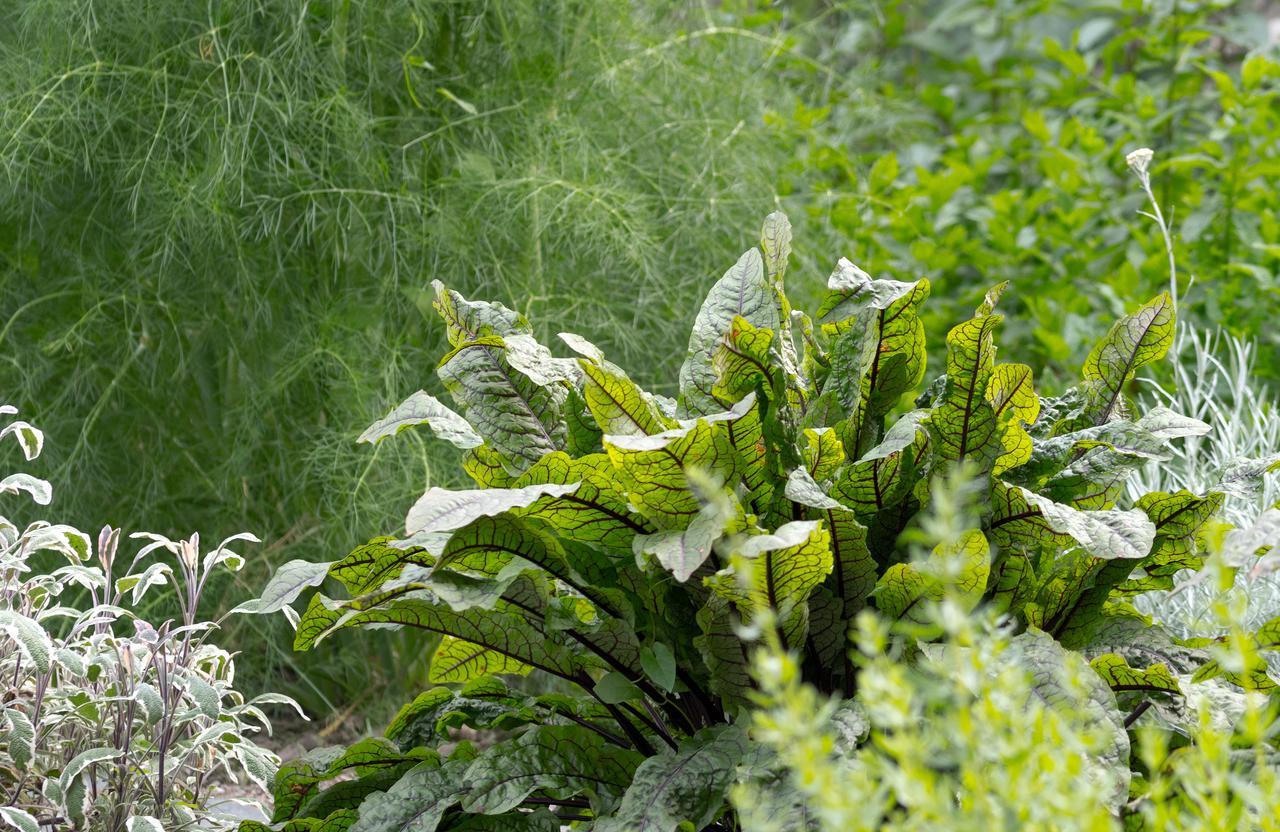 Le Relais Bed and Breakfast Bagnères-de-Bigorre Buitenkant foto